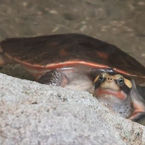 Red bellied short necked turtle