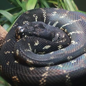 Boelen's python