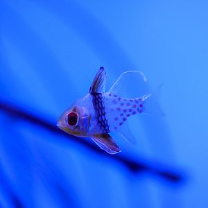 Pajama Cardinalfish