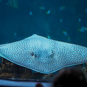 Leopard Whipray