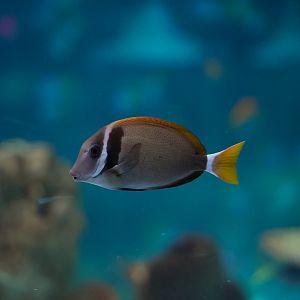 Whitebar Surgeonfish
