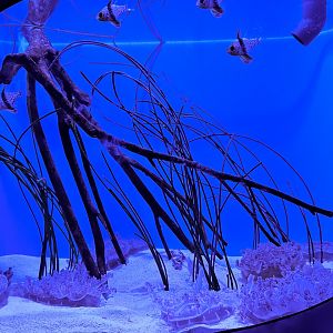 Mangrove Upside-Down Jelly Tank