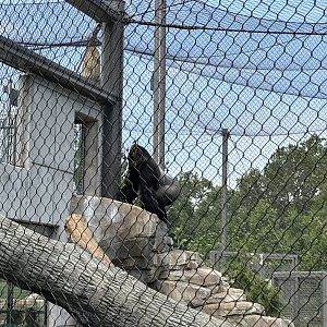 View of Gorilla near hanging tunnel