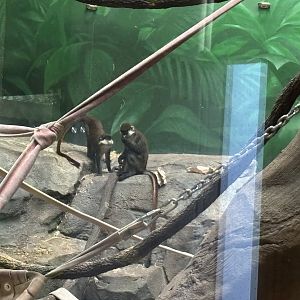 Indoor Gorilla Habitat