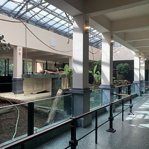 Renovated Pygmy Hippo indoor