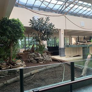 Renovated Pygmy Hippo indoor
