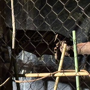 Clouded Leopard sleeping