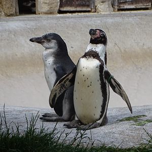 Twinnie with her three months old chick, 10th July 2025