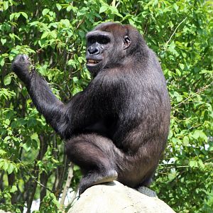 Western Lowland Gorilla