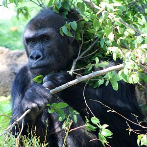 Western Lowland Gorilla