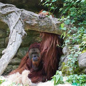 Sumatran Orangutan, Henry