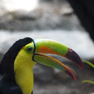 Keel Billed Toucan