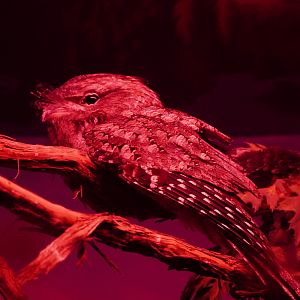Tawny Frogmouth