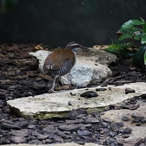 Guam Rail