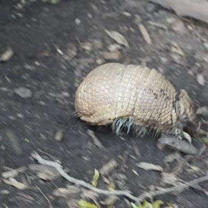 Three Banded Armadillo
