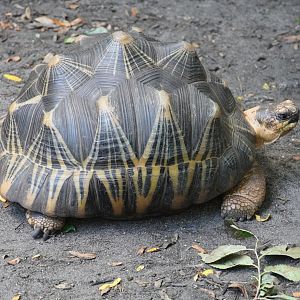 Radiated Tortoise