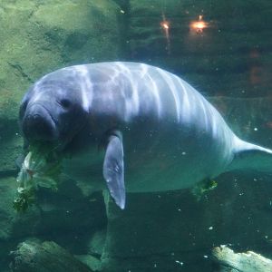 Florida Manatee