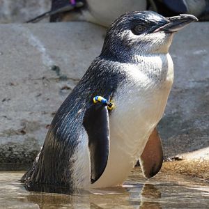 Little Blue Penguin