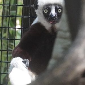 Coquerel’s Sifaka