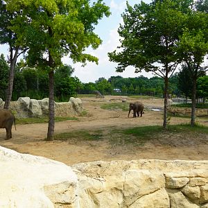 Asian Elephant Exhibit
