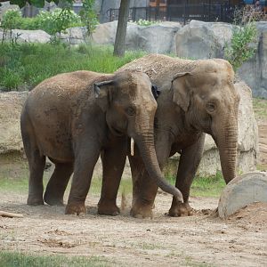 Asian Elephants