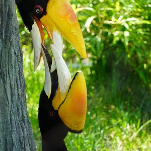 Rhinoceros Hornbills