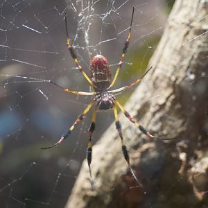 Florida Orb Weaver