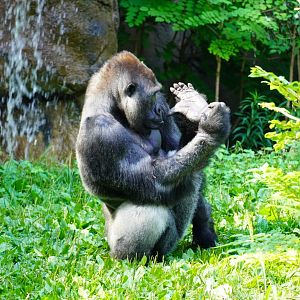 Western Lowland Gorilla, “Pende”