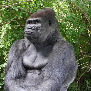Western Lowland Gorilla, “Chip”