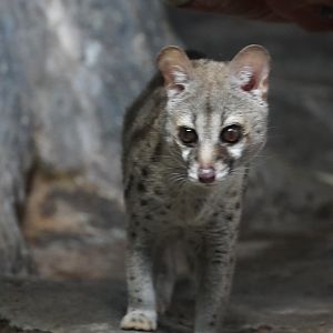 Large-Spotted Genet