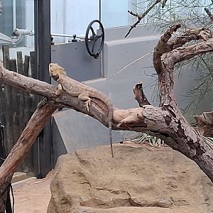 Bearded dragon relaxing on a branch