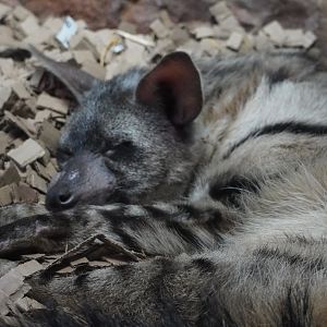 Aardwolf Sleeping