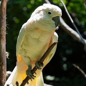 Salmon Crested Cockatoo