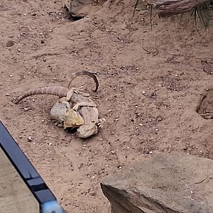 Bearded dragons wrestling