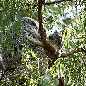 New Koala Joey 2025