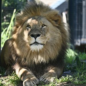 Male Lion- Jelani 2025