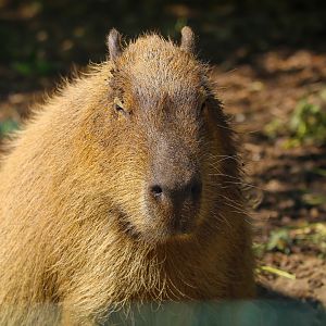 Capybara- 11th July 2025