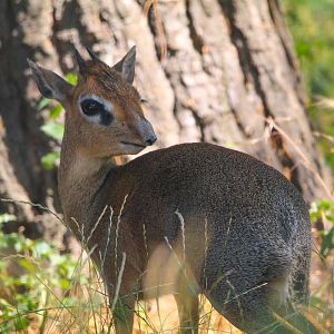 Male Kirk's Dik Dik- 11th July 2025