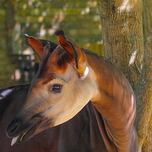 Mzimu, Male Okapi- 11th July 2025