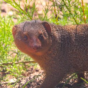 Dwarf Mongoose- 11th July 2025