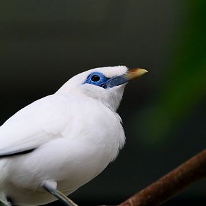 Bali Mynah- 11th July 2025