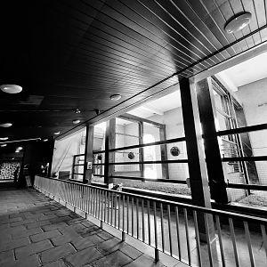 Inside the historic Giraffe house- 11th July 2025