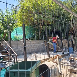 Construction work near the tunnel next to the Dik Dik exhibit- 11th July 2025