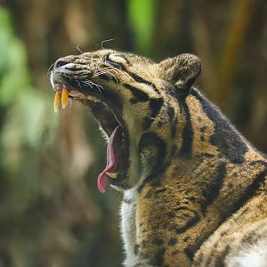 Clouded leopard