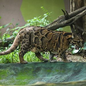 Clouded leopard