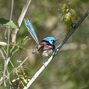 Variegated Fairywren