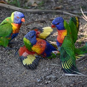 fighting Rainbow Lorikeets