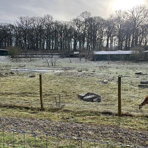 Marwell Zoo January 2023 - Sitatunga and Red River Hog enclosure