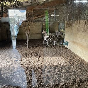 Marwell Zoo January 2023 - Plains Zebra's in Heart Of Africa