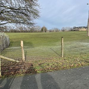 Marwell Zoo January 2023 - Giraffe paddock